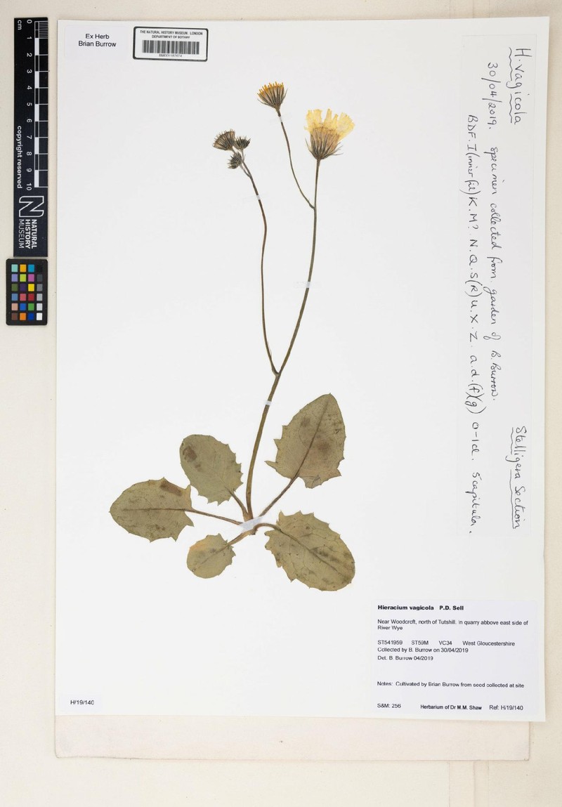 Hieracium vagicola