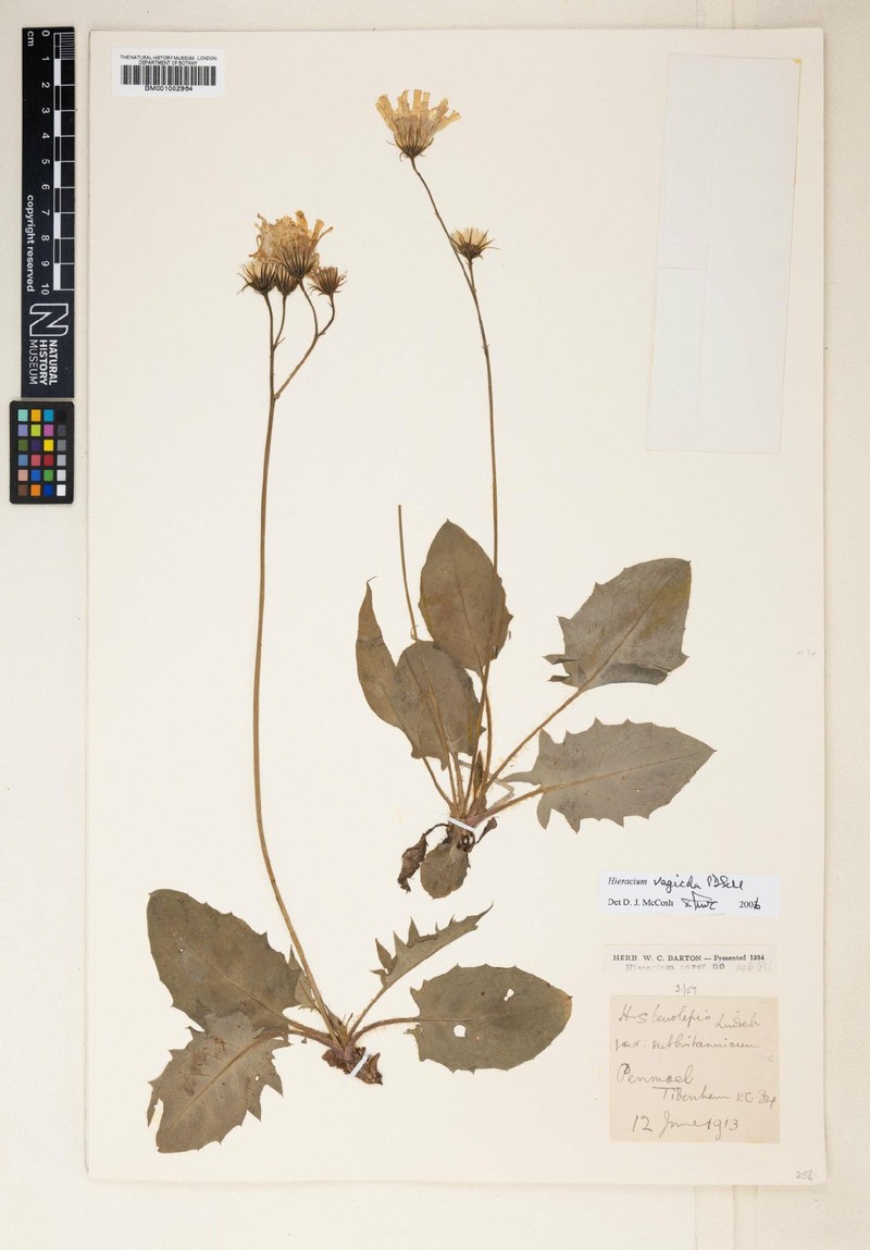 Hieracium vagicola photo 2