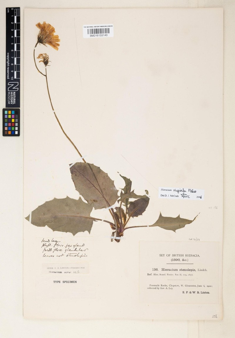 Hieracium vagicola photo 3