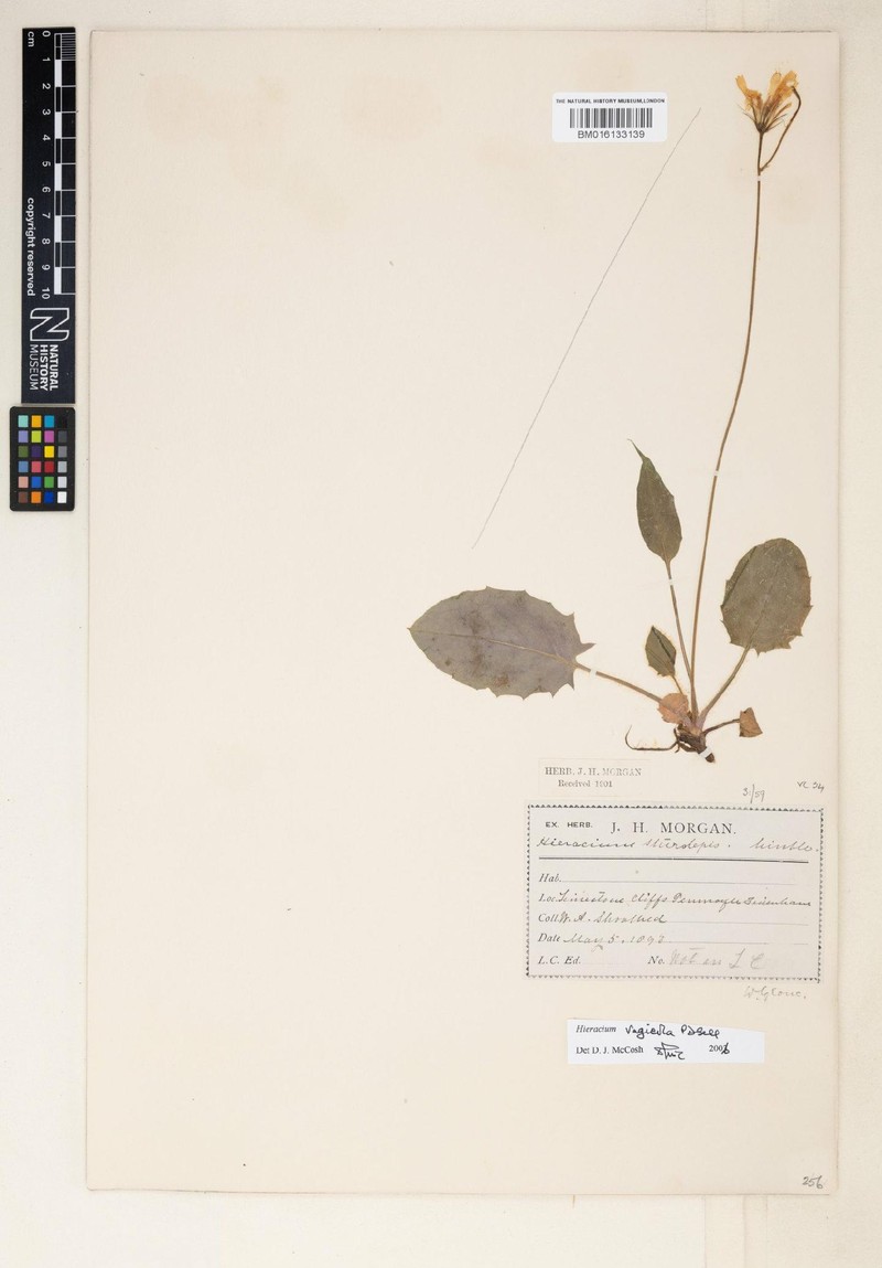 Hieracium vagicola photo 4