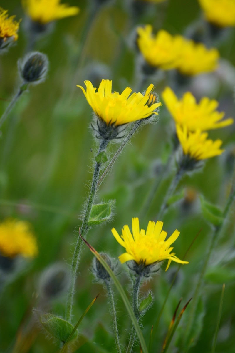 Hieracium valdepilosum