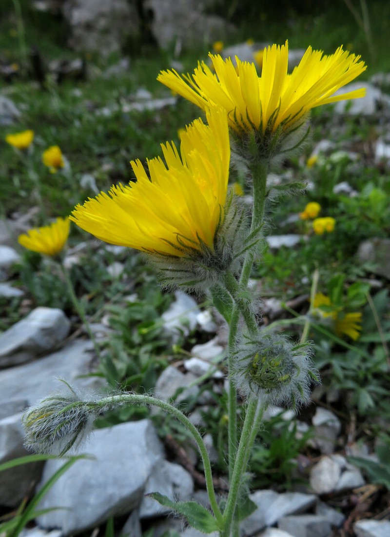 Hieracium valdepilosum photo 2