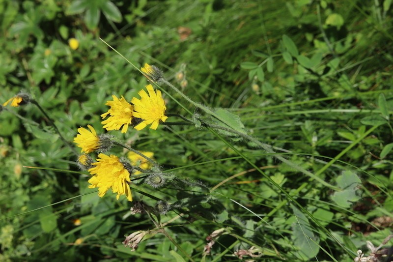 Hieracium valdepilosum photo 3