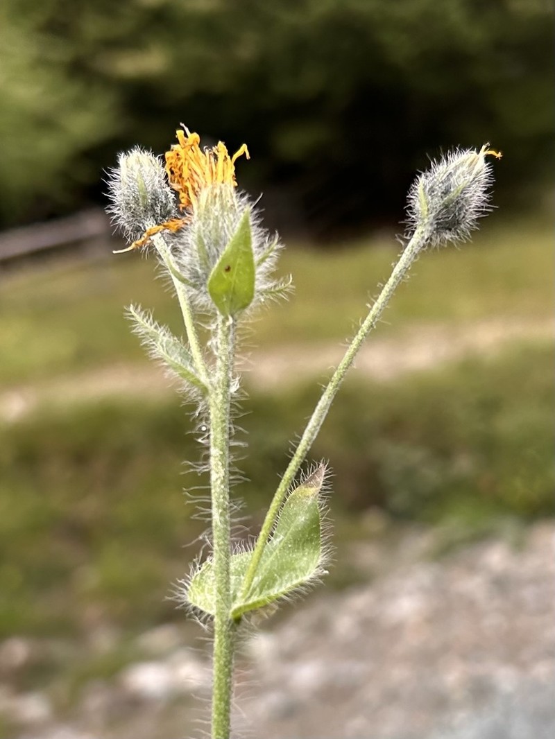 Hieracium valdepilosum photo 4
