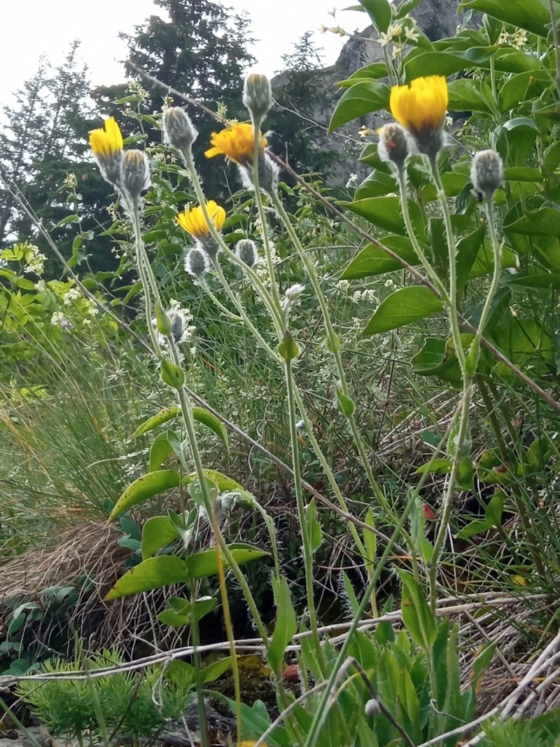 Hieracium valdepilosum photo 5