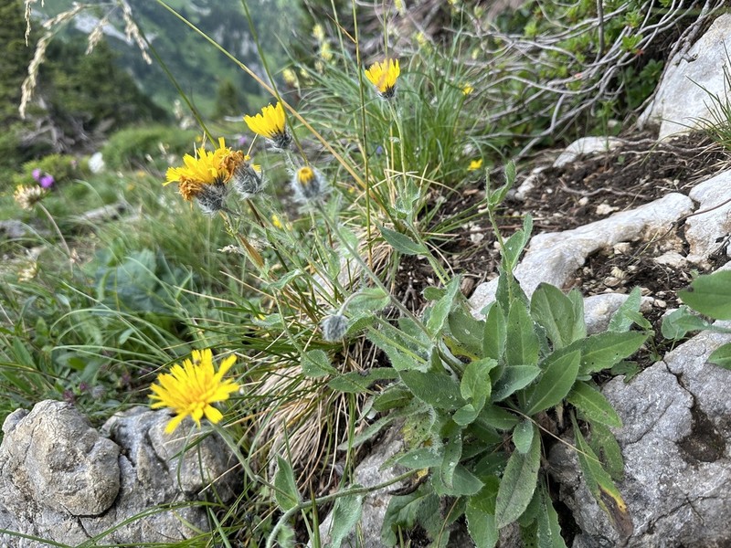 Hieracium valdepilosum photo 6