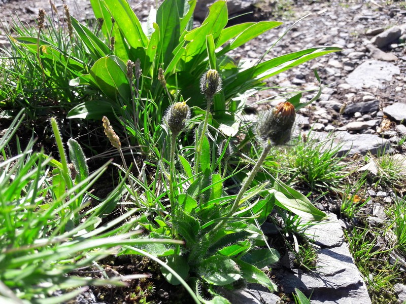 Hieracium valdepilosum photo 7