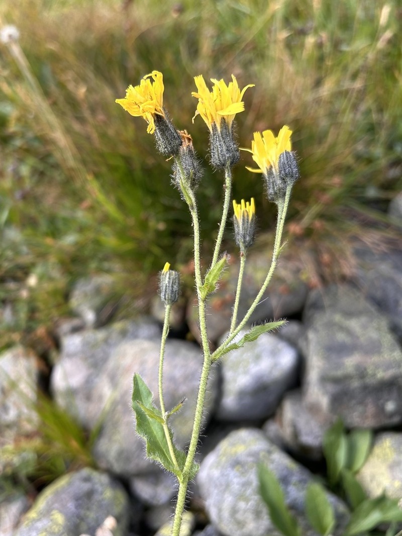 Hieracium valdepilosum photo 8