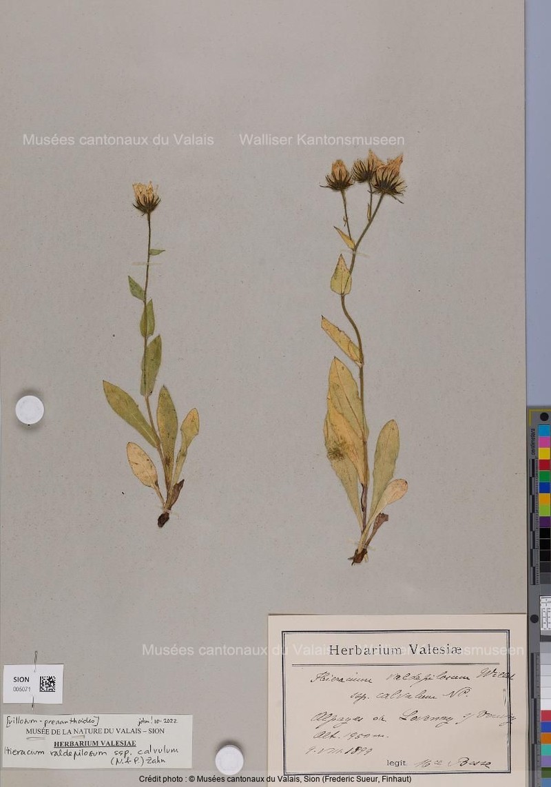 Hieracium valdepilosum subsp. calvulum