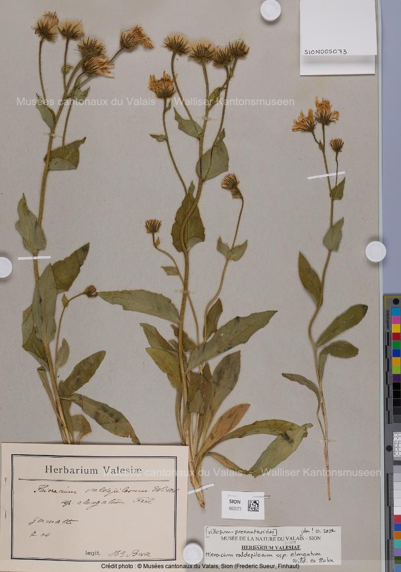 Hieracium valdepilosum subsp. elongatum photo 2