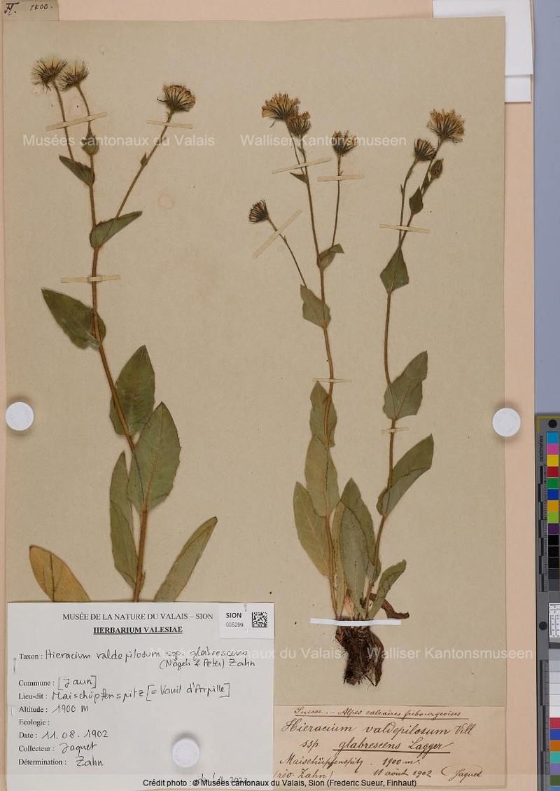 Hieracium valdepilosum subsp. glabrescens