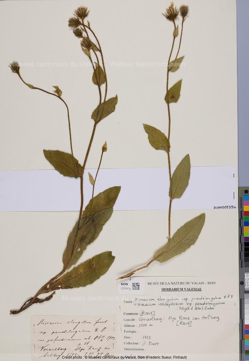 Hieracium valdepilosum subsp. pseudelongatum