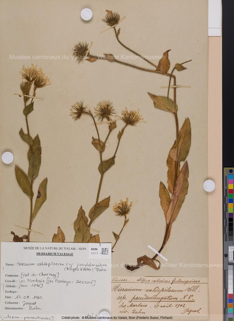 Hieracium valdepilosum subsp. pseudelongatum photo 2