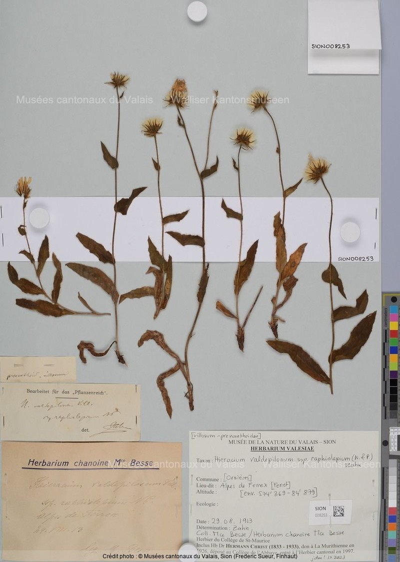 Hieracium valdepilosum subsp. raphiolepium