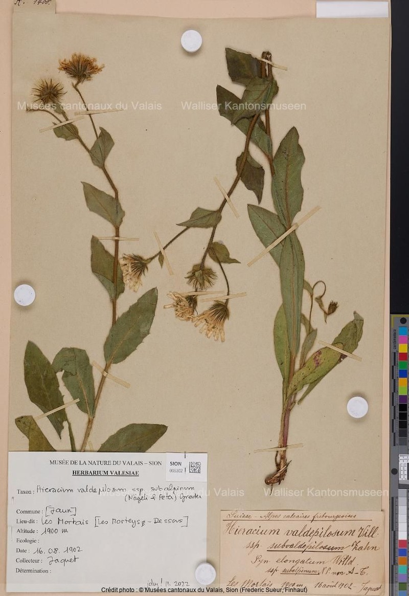 Hieracium valdepilosum subsp. subalpinum