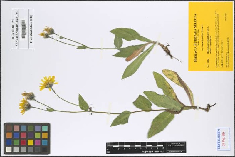 Hieracium valdepilosum subsp. valdepilosum