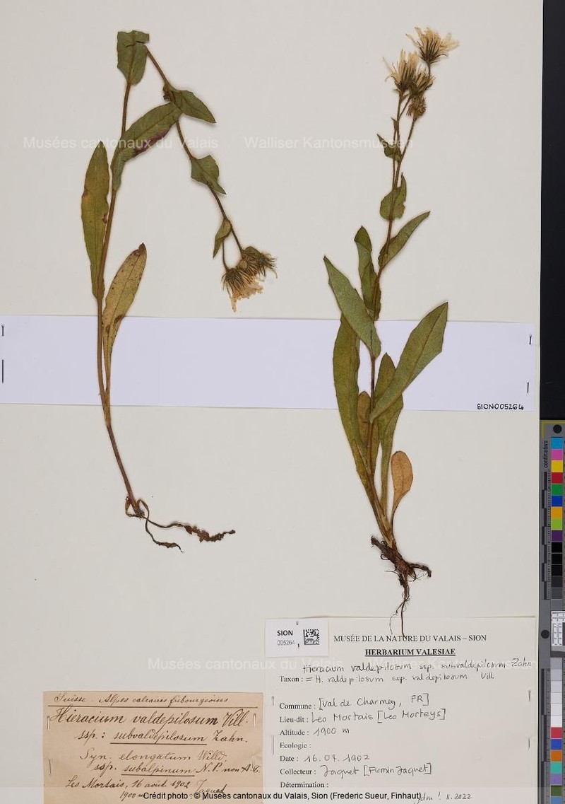 Hieracium valdepilosum subsp. valdepilosum photo 2