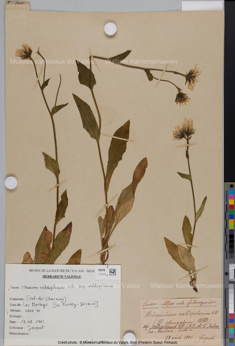 Hieracium valdepilosum subsp. valdepilosum photo 3