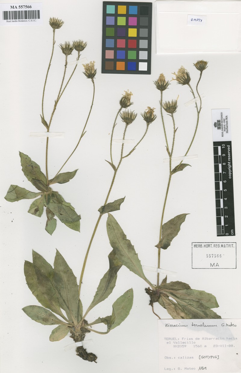 Hieracium valentinum