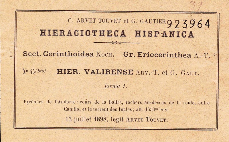Hieracium valirense