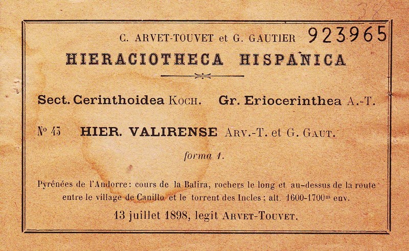 Hieracium valirense photo 2