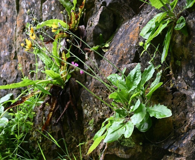 Hieracium variifolium