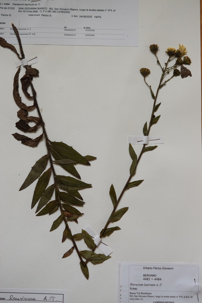 Hieracium vasconicum