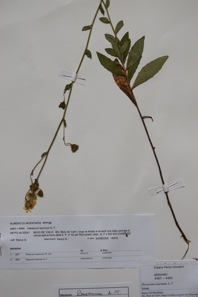 Hieracium vasconicum photo 2