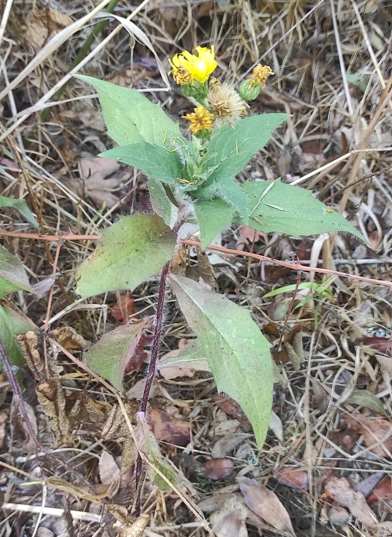 Hieracium vasconicum photo 3