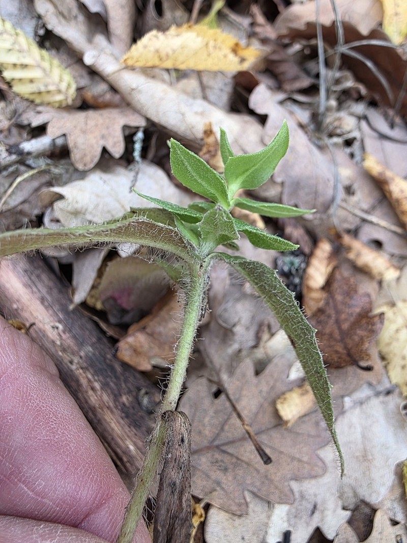 Hieracium vasconicum photo 4