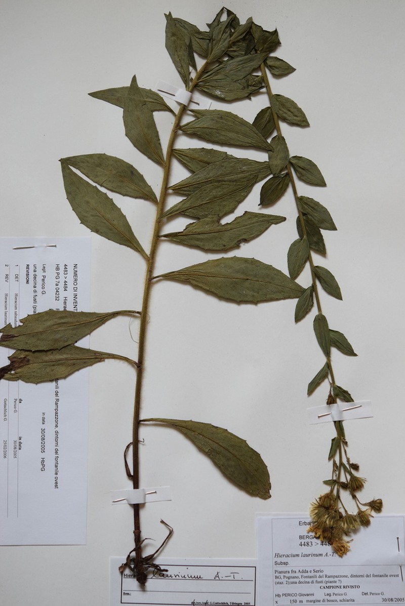 Hieracium vasconicum photo 5