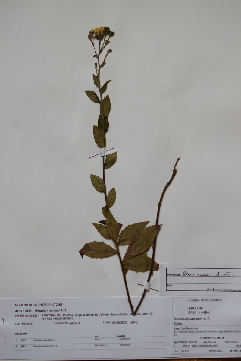 Hieracium vasconicum photo 6