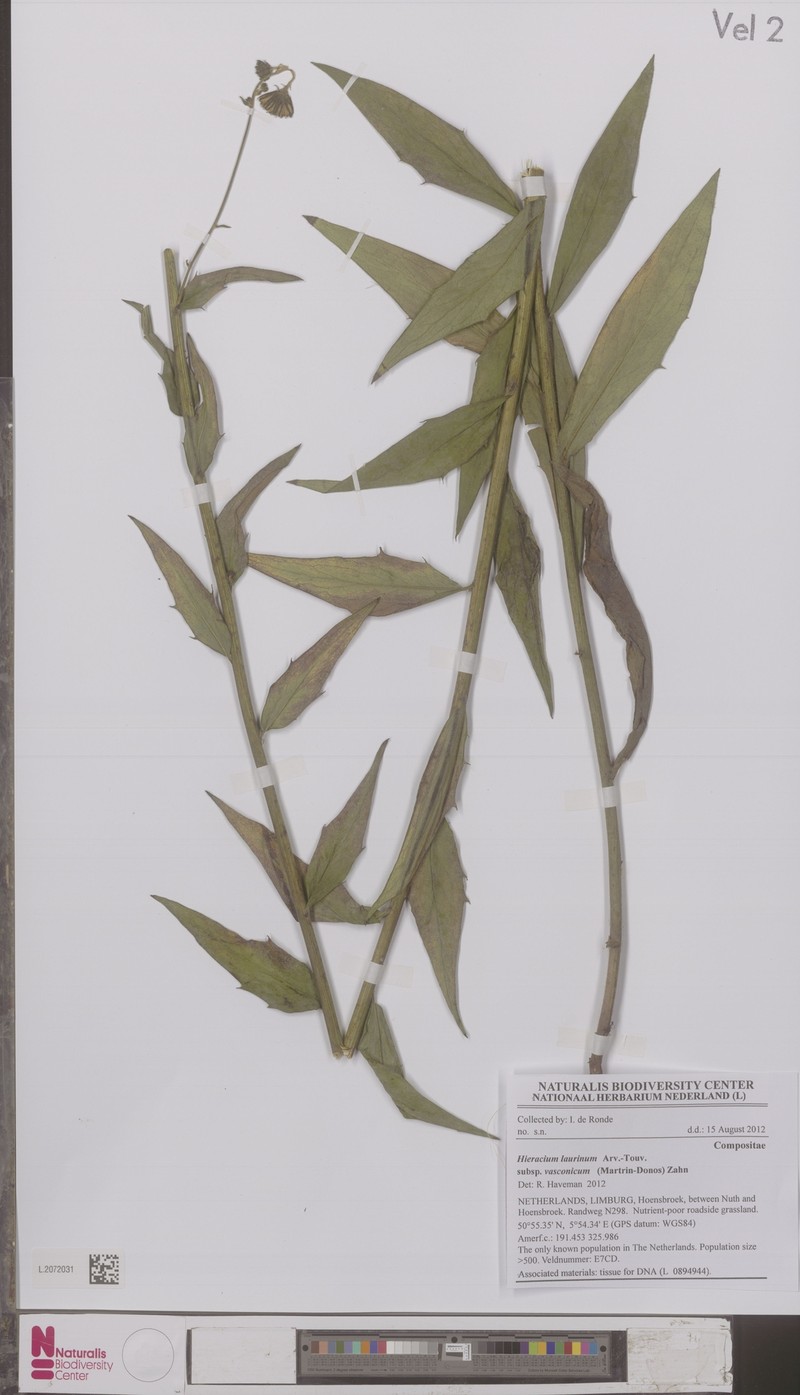 Hieracium vasconicum subsp. vasconicum