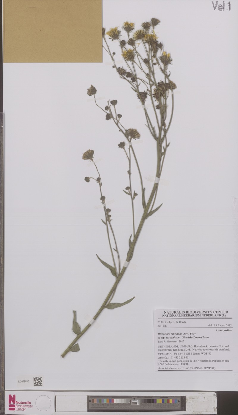 Hieracium vasconicum subsp. vasconicum photo 2