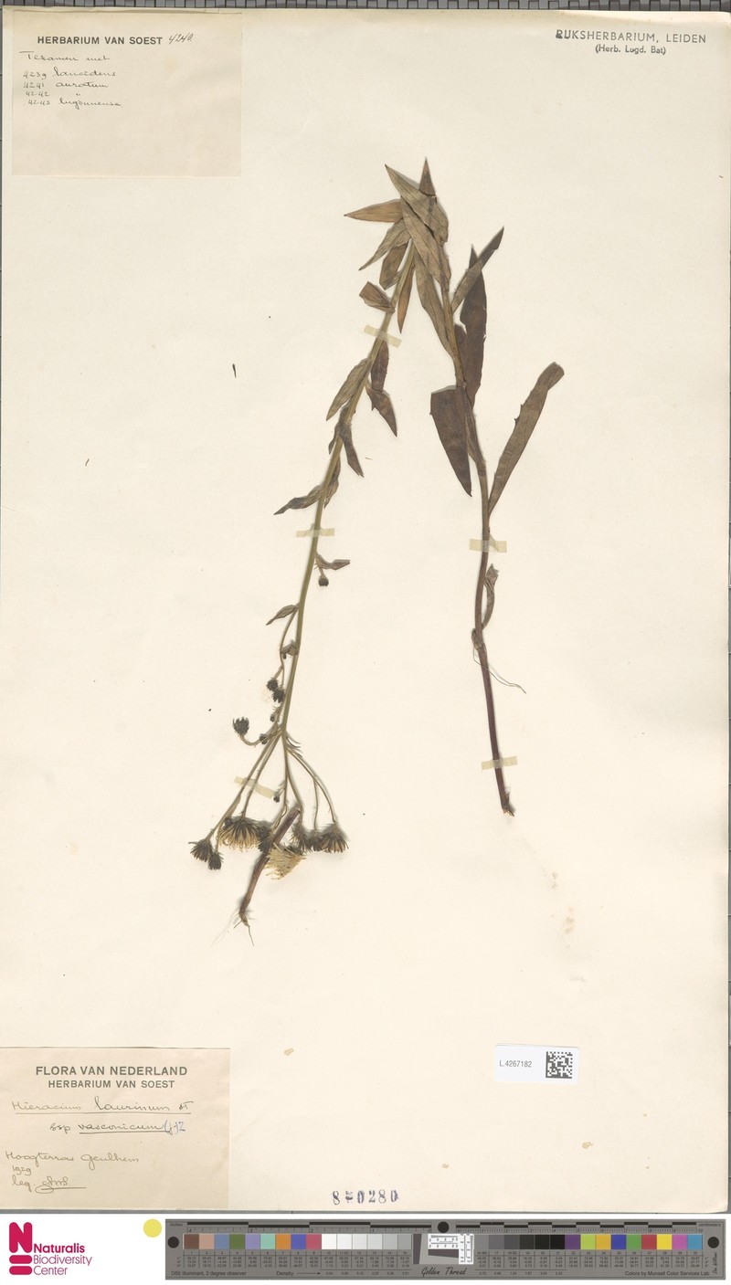 Hieracium vasconicum subsp. vasconicum photo 4