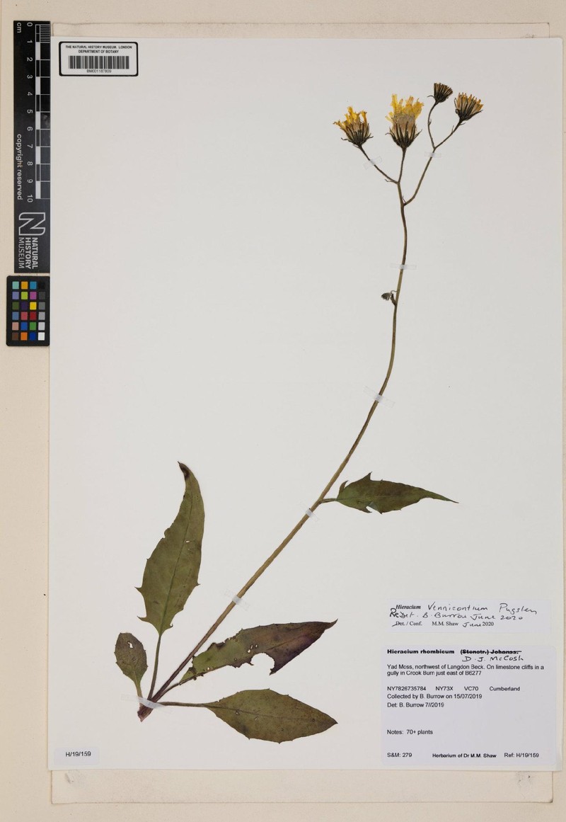 Hieracium vennicontium