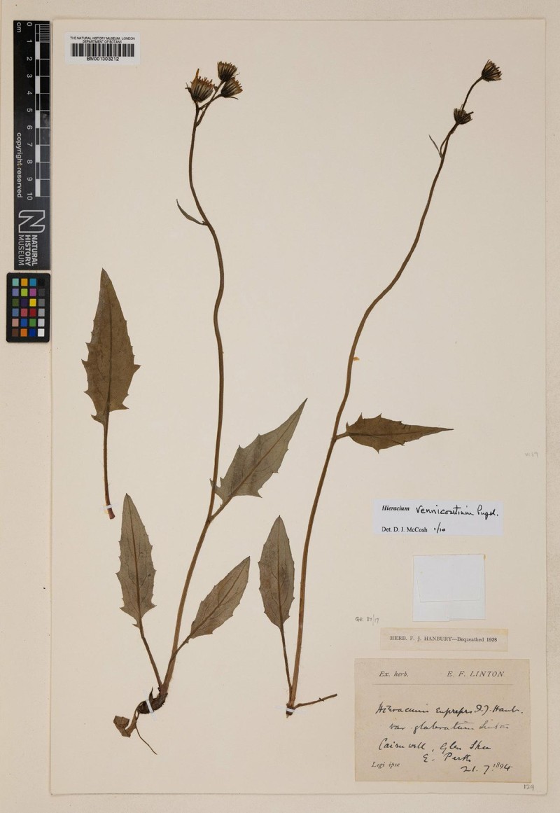 Hieracium vennicontium photo 2