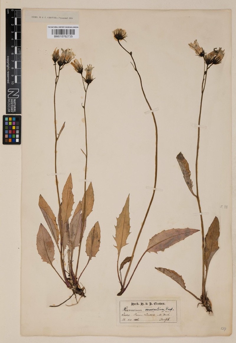 Hieracium vennicontium photo 3