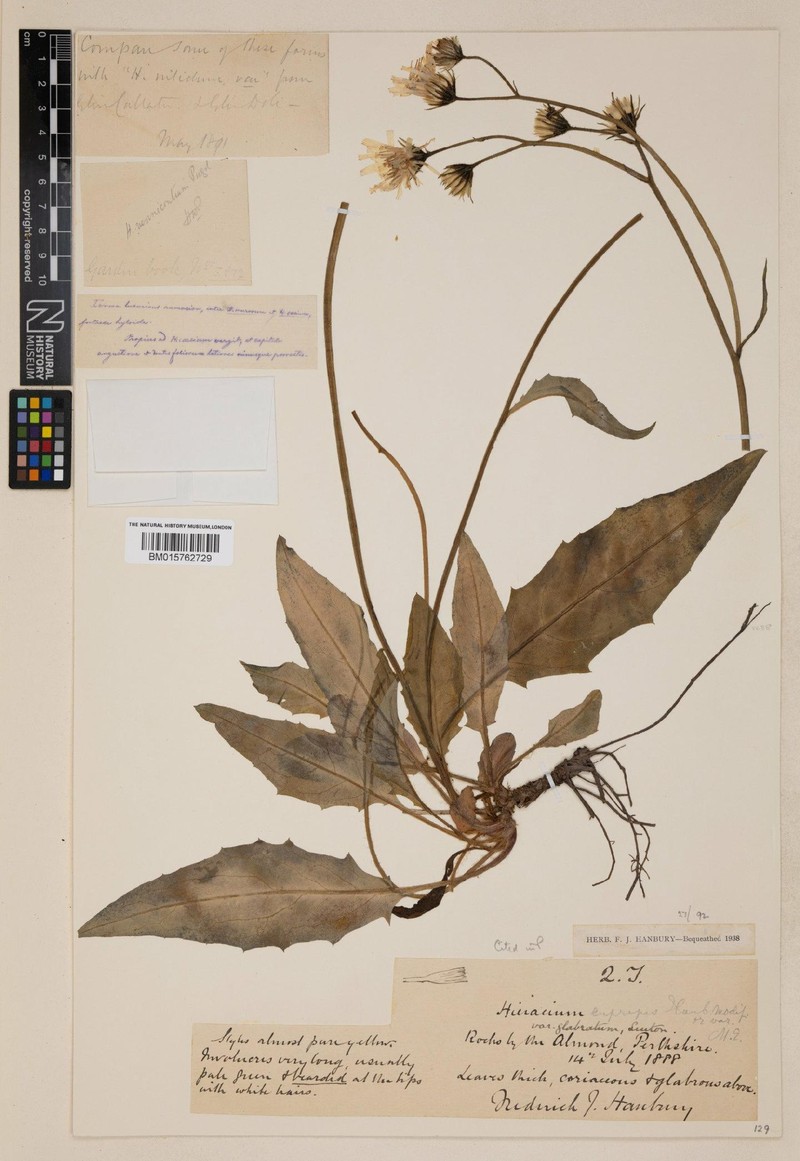 Hieracium vennicontium photo 4