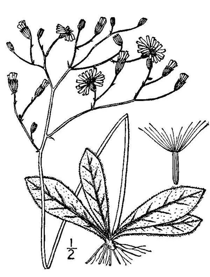 Rattlesnakeweed photo 4