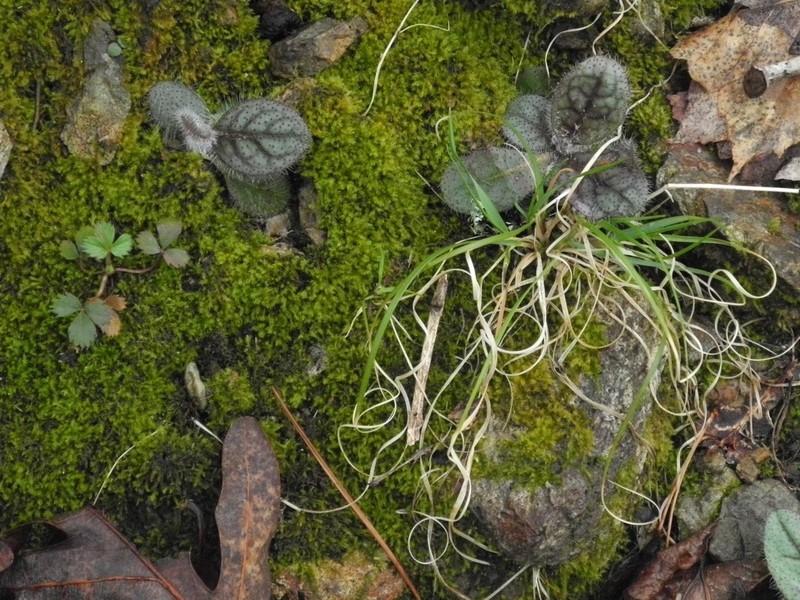 Rattlesnakeweed photo 5
