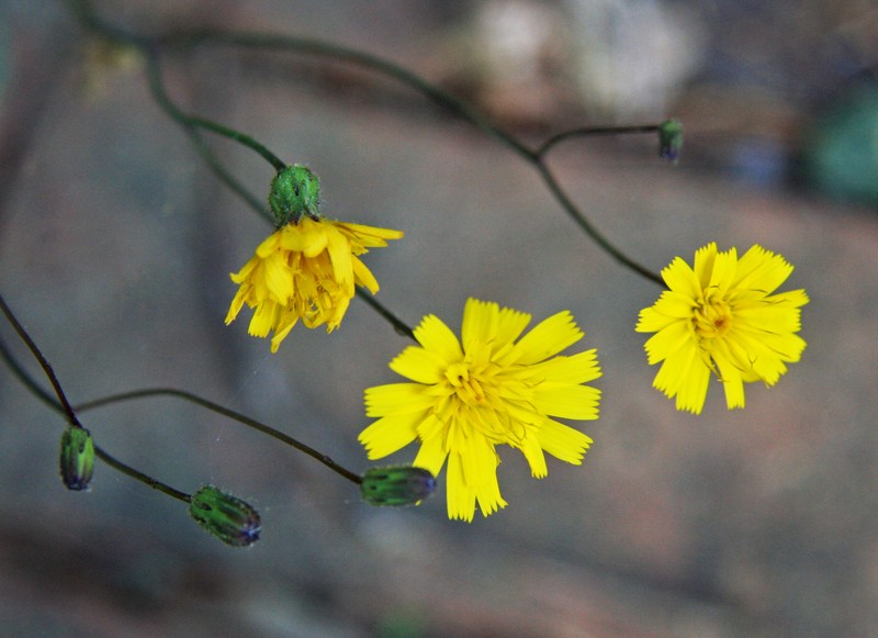 Rattlesnakeweed photo 2