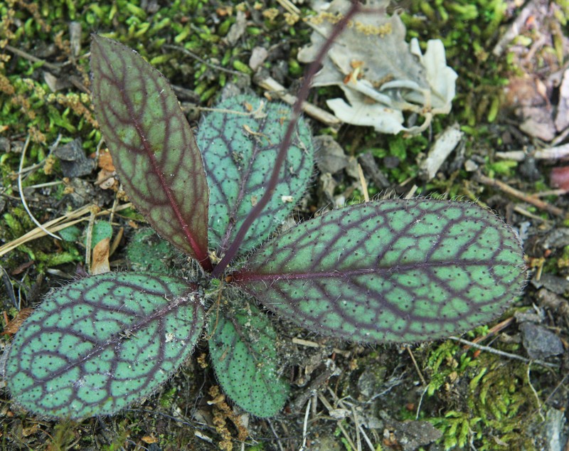 Rattlesnakeweed photo 3