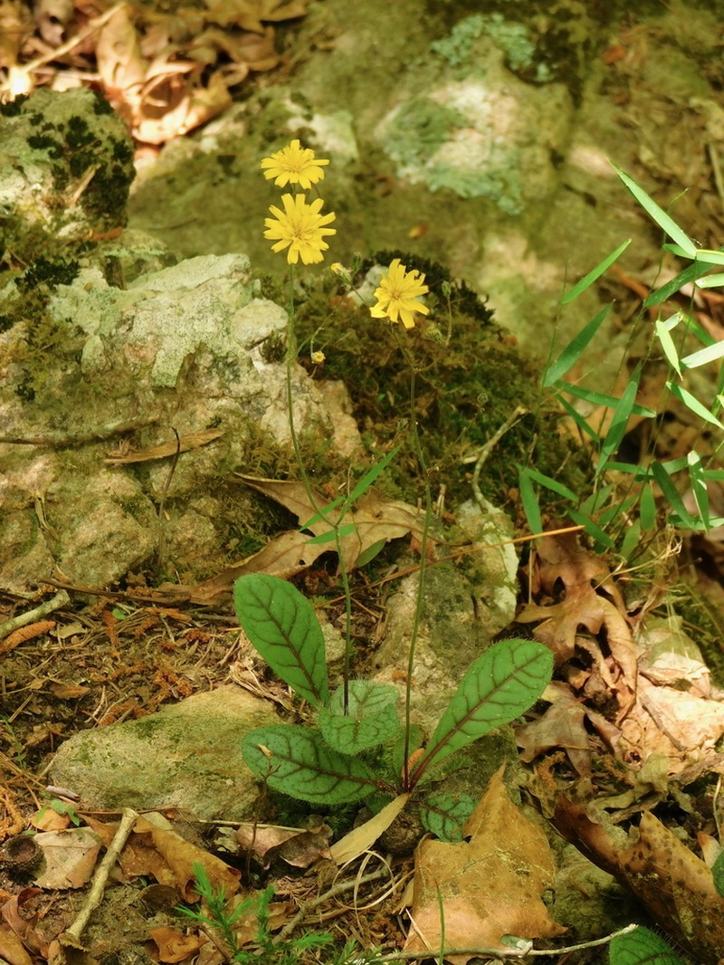 Rattlesnakeweed