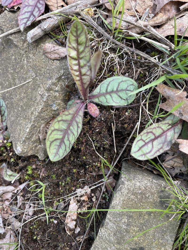 Rattlesnakeweed photo 2