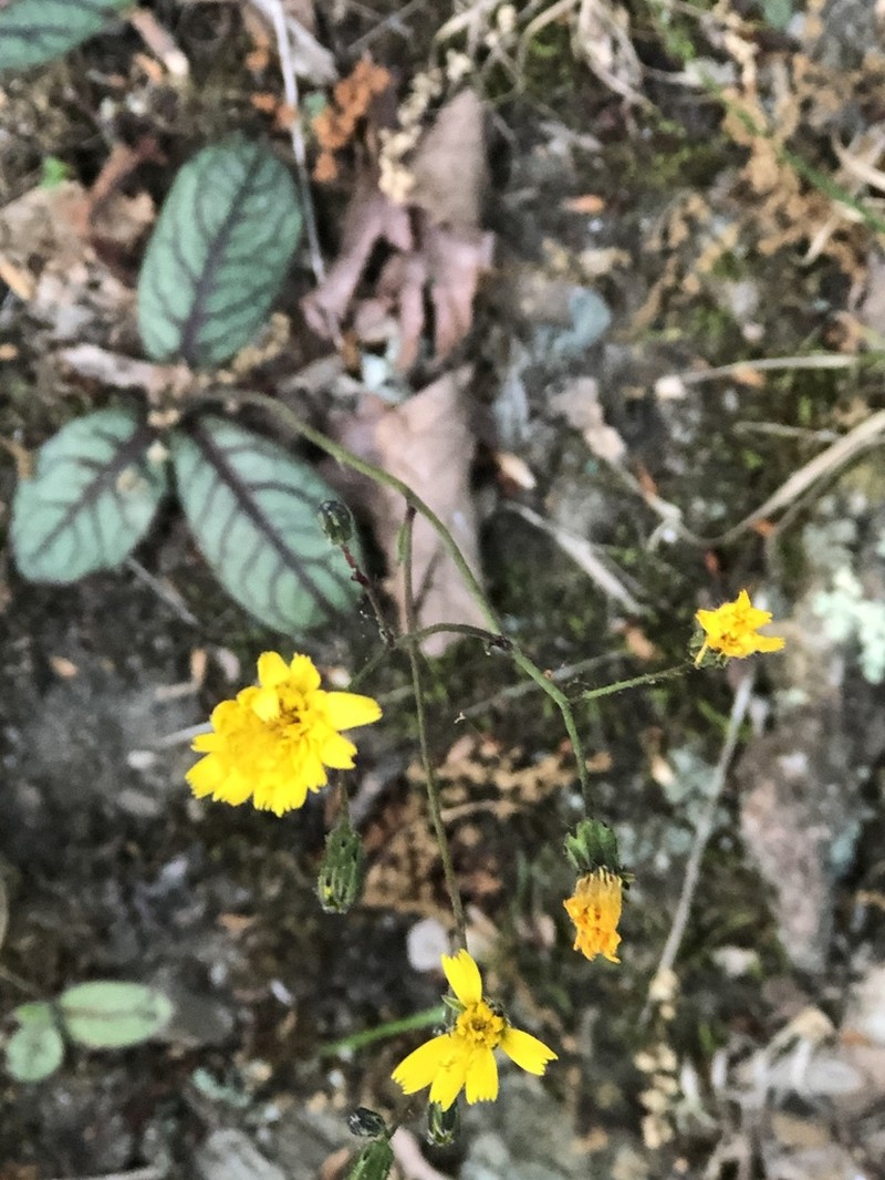 Rattlesnakeweed photo 3
