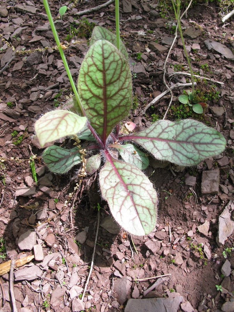 Rattlesnakeweed photo 4
