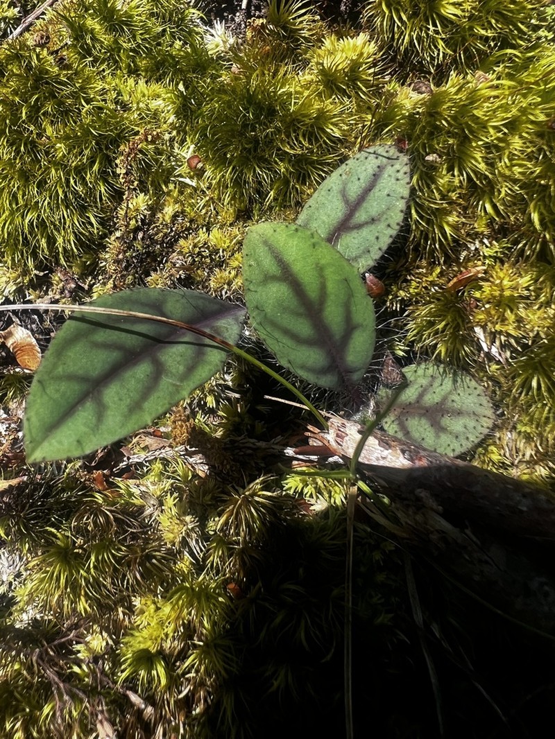 Rattlesnakeweed photo 5