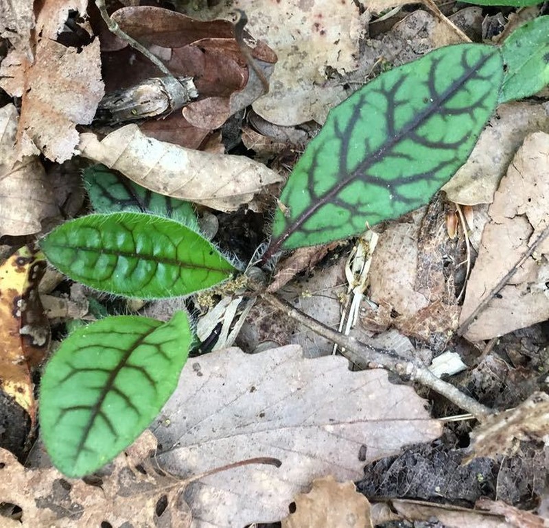 Rattlesnakeweed photo 6