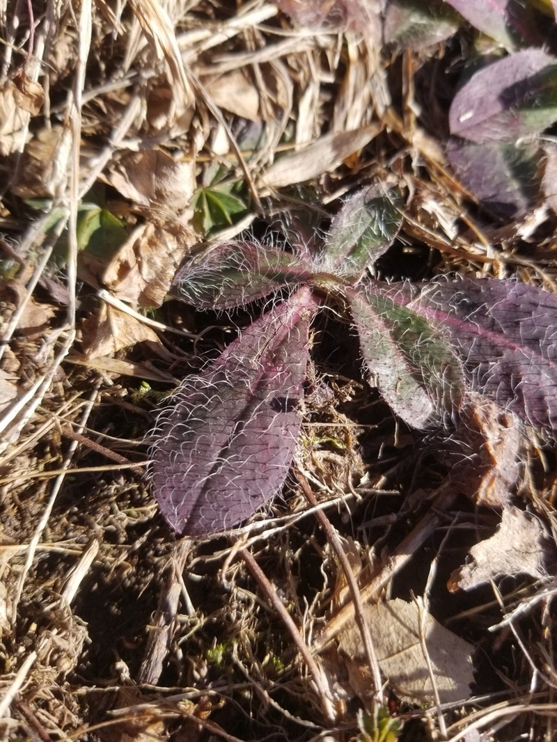 Rattlesnakeweed photo 7